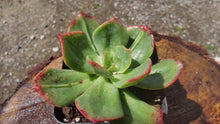 Load image into Gallery viewer, Echeveria Briar Rose【老桩 白玫瑰】
