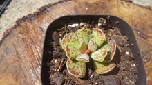 Load image into Gallery viewer, Adromischus Cooperi【库珀天锦章】
