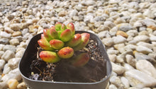 Load image into Gallery viewer, Sedum Lucidum Obseum &#39;Giant Jelly Bean&#39;【麒麟草】
