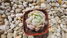 Load image into Gallery viewer, Echeveria Elegans &quot;Mexican Snowball&quot; 【墨西哥雪球】
