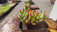 Load image into Gallery viewer, Echeveria leucotricha &#39;Frosty&#39;
