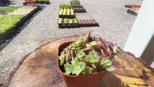 Load image into Gallery viewer, Crassula Isabella【粉红十字星锦】
