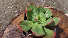 Load image into Gallery viewer, Echeveria Briar Rose【老桩 白玫瑰】
