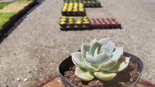 Load image into Gallery viewer, Echeveria Onslow【昂斯诺】
