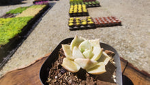 Load image into Gallery viewer, Echeveria Sarang【爱神】
