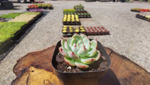 Load image into Gallery viewer, echeveria chihuahuaensis Ruby Blush【吉娃娃红宝石】
