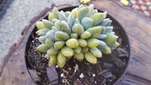 Load image into Gallery viewer, pachyveria clavifolia crested【灯美人缀化】
