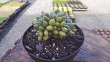 Load image into Gallery viewer, pachyveria clavifolia crested【灯美人缀化】
