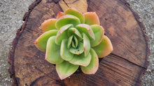 Load image into Gallery viewer, Echeveria Golden Glow【金辉】

