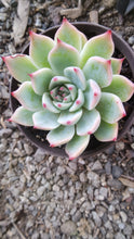 Load image into Gallery viewer, echeveria chihuahuaensis Ruby Blush【吉娃娃红宝石】
