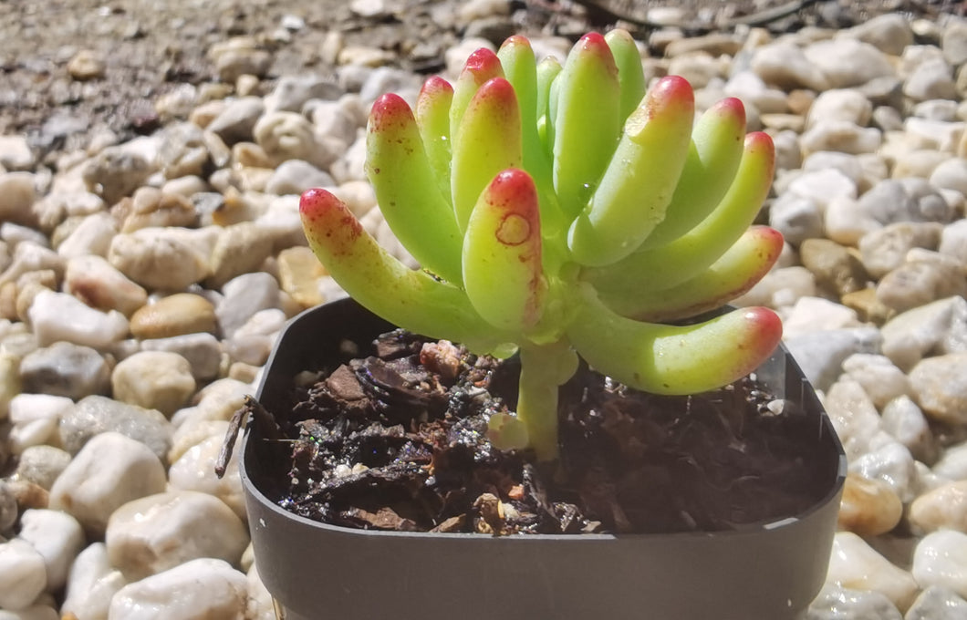 Sedum Pachyphyllum Blue Jelly Bean【乙女心】