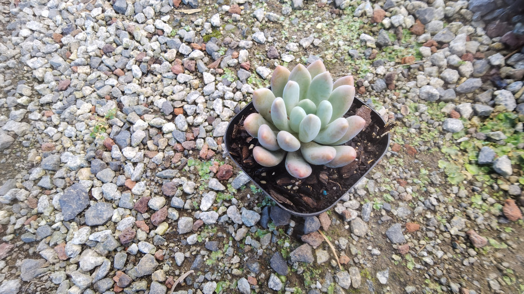 Pachyveria clavifolia【灯美人】