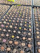 Load image into Gallery viewer, Premium Rare Lithops Assorted
