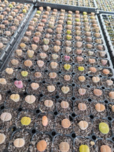 Load image into Gallery viewer, Premium Rare Lithops Assorted
